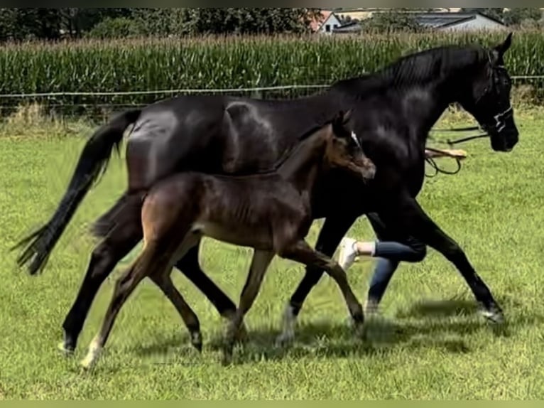 Oldenburg Mare Foal (06/2024) Bay-Dark in Beselich