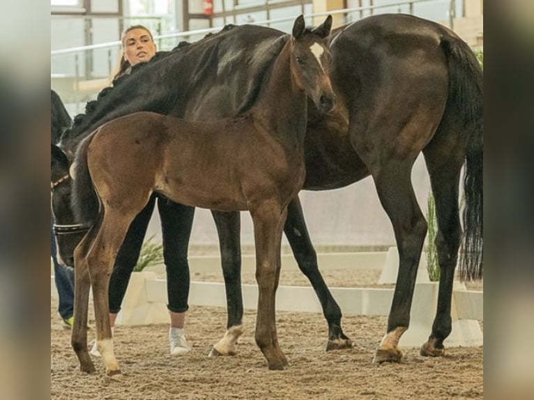 Oldenburg Mare Foal (06/2024) Bay-Dark in Beselich