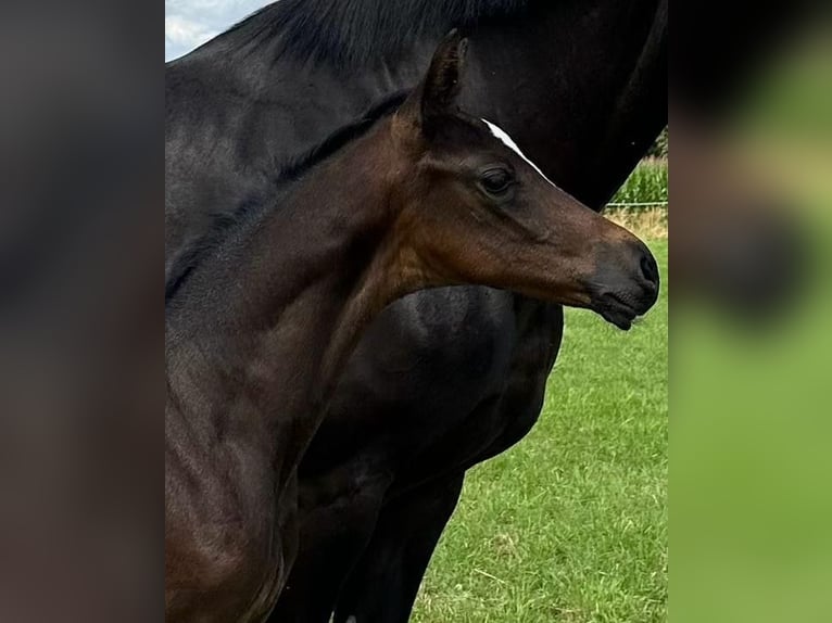 Oldenburg Mare Foal (06/2024) Bay-Dark in Beselich