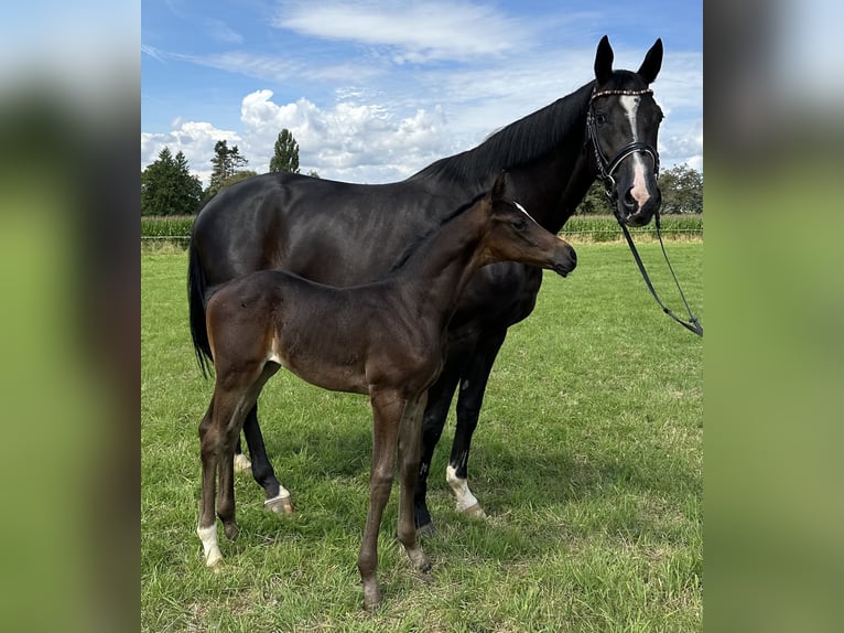 Oldenburg Mare Foal (06/2024) Bay-Dark in Beselich