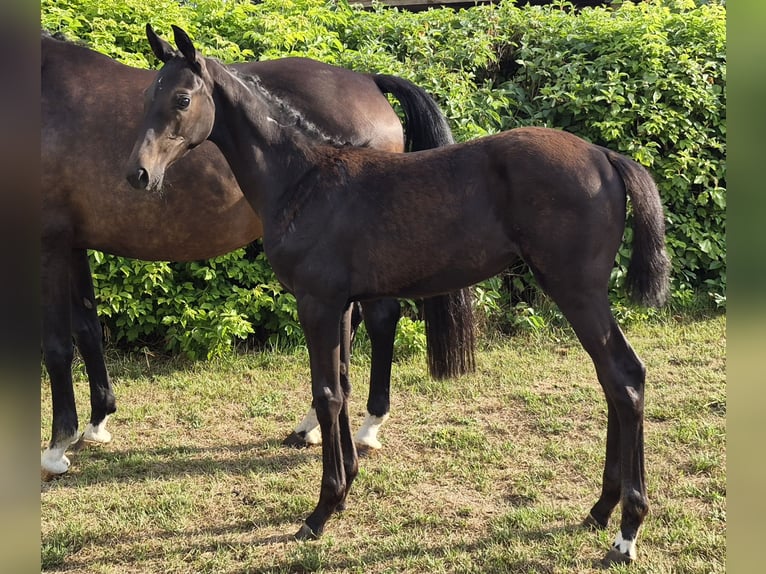 Oldenburg Mare Foal (03/2026) Bay-Dark in Gumtow