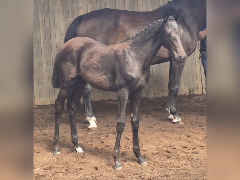 Oldenburg Mare Foal (03/2026) Bay-Dark in Gumtow
