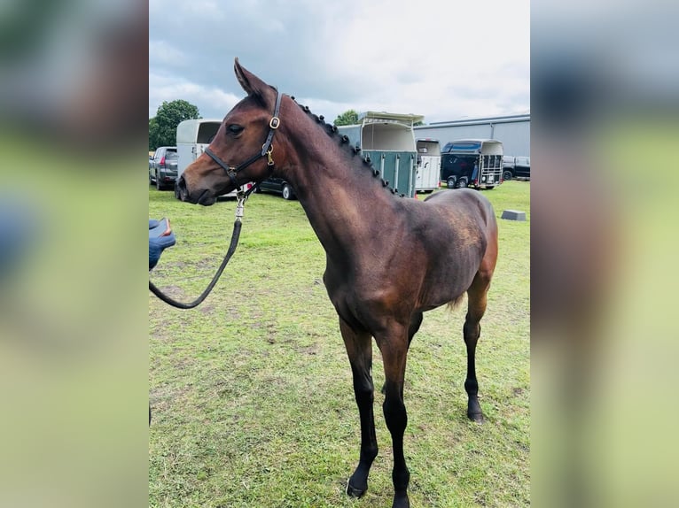 Oldenburg Mare Foal (03/2025) Bay-Dark in Ihlow Riepe