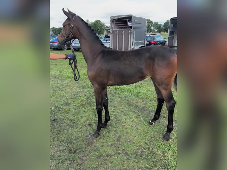 Oldenburg Mare Foal (03/2025) Bay-Dark in Ihlow Riepe