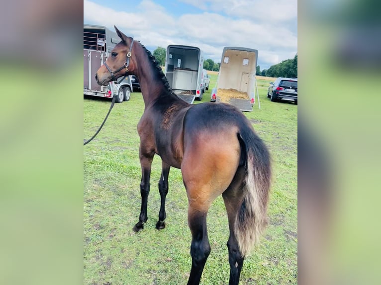 Oldenburg Mare Foal (03/2025) Bay-Dark in Ihlow Riepe