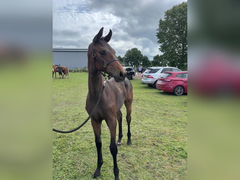 Oldenburg Mare Foal (03/2025) Bay-Dark in Ihlow Riepe