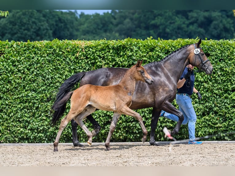 Oldenburg Mare Foal (04/2025) Bay-Dark in L&#xF6;ningen