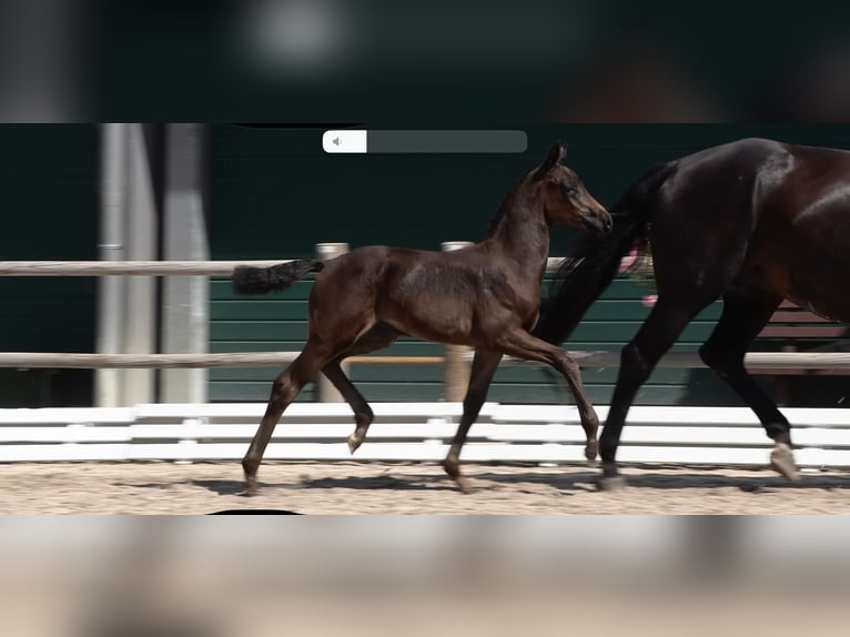 Oldenburg Mare Foal (04/2025) Bay-Dark in L&#xF6;ningen