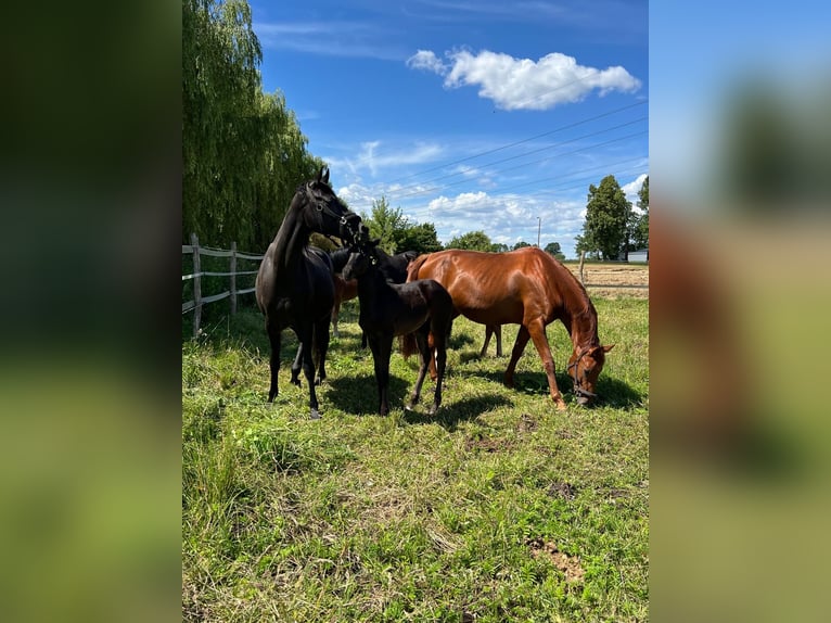 Oldenburg Mare Foal (04/2024) Bay-Dark in Ludwigsfelde