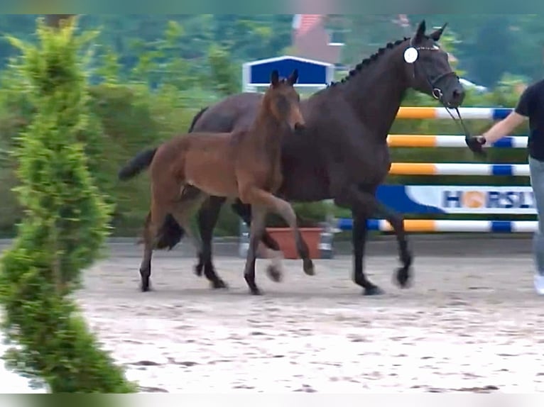 Oldenburg Mare Foal (04/2024) Bay-Dark in Neustadt am Rübenberge