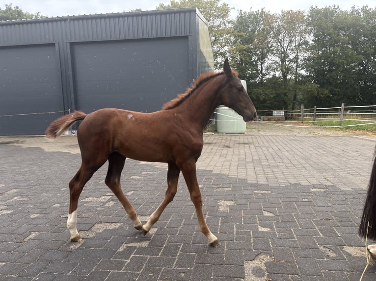Oldenburg Mare Foal (06/2026) Bay-Dark in Rennerod