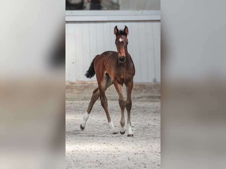 Oldenburg Mare Foal (06/2024) Bay-Dark in Wedemark