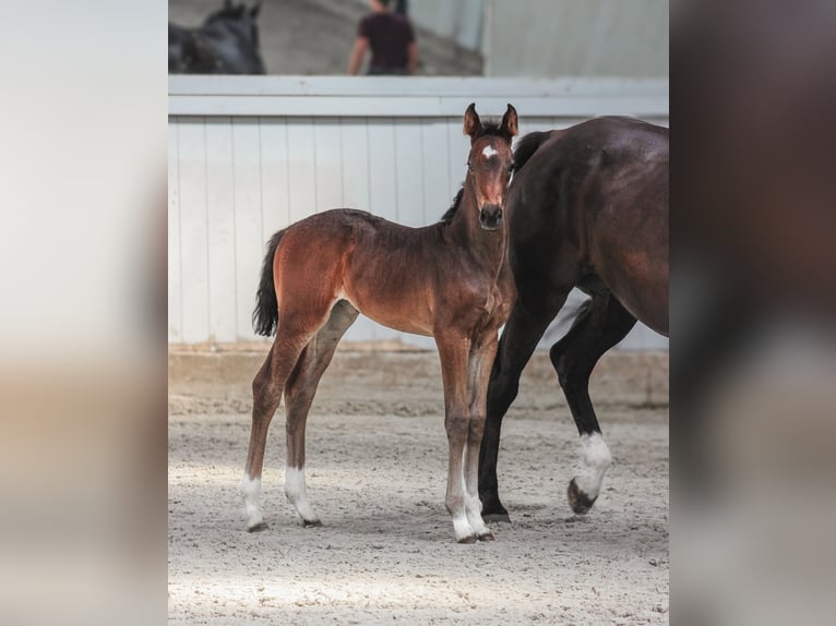 Oldenburg Mare Foal (06/2024) Bay-Dark in Wedemark