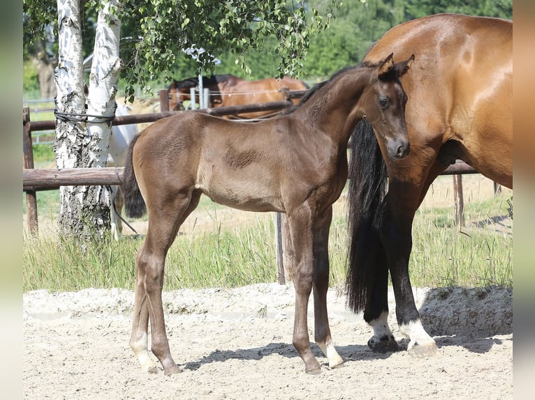 Oldenburg Mare Foal (05/2023) Black in Kussebode