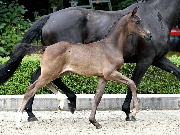 Oldenburg Mare Foal (05/2025) Black in Bad Bevensen