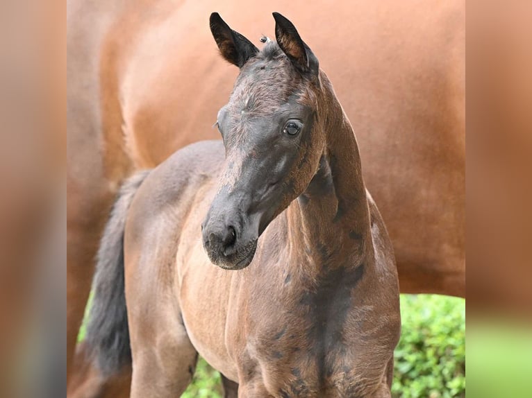 Oldenburg Mare Foal (05/2024) Black in Bad Bevensen