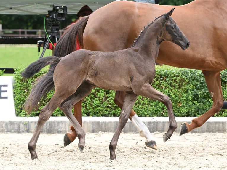 Oldenburg Mare Foal (05/2024) Black in Bad Bevensen