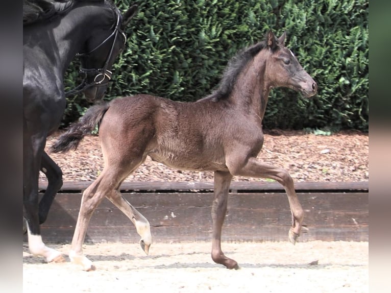 Oldenburg Mare Foal (02/2024) Black in Bönen