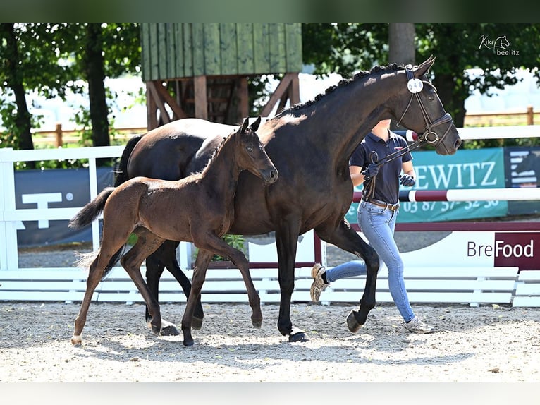 Oldenburg Mare Foal (06/2025) Black in Bad Zwischenahn