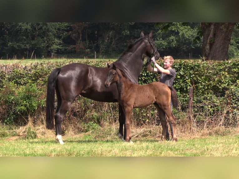 Oldenburg Mare Foal (04/2024) Black in Cloppenburg