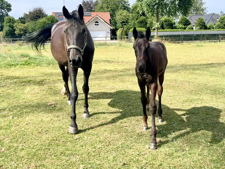 Oldenburg Mare Foal (05/2026) Black in Cloppenburg