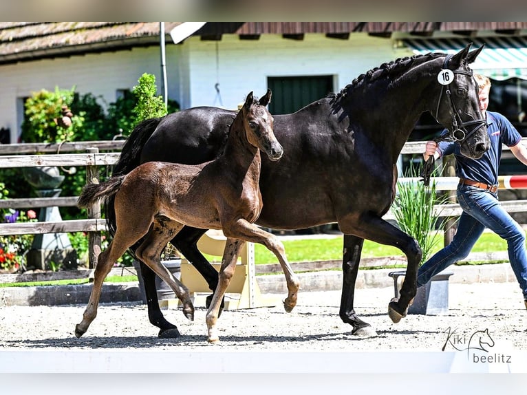 Oldenburg Mare  Black in Cloppenburg
