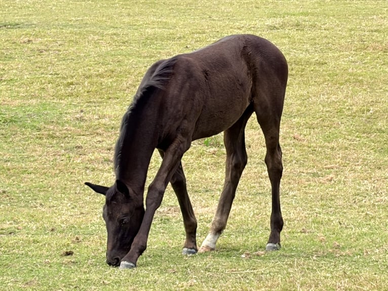 Oldenburg Mare Foal (05/2026) Black in Cloppenburg