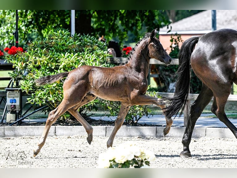 Oldenburg Mare  Black in Cloppenburg