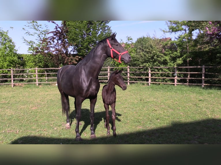 Oldenburg Mare  Black in Cloppenburg