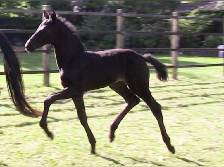 Oldenburg Mare  Black in Cloppenburg