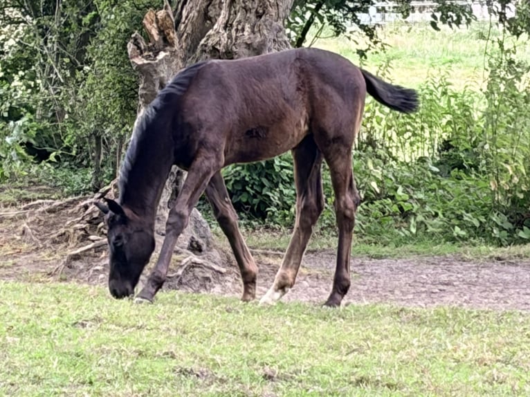 Oldenburg Mare Foal (05/2026) Black in Cloppenburg