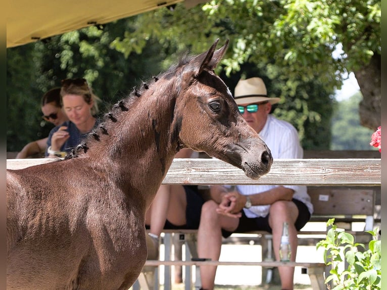 Oldenburg Mare  Black in Cloppenburg