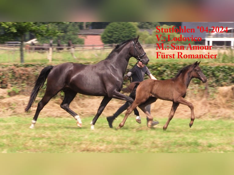 Oldenburg Mare Foal (04/2024) Black in Cloppenburg