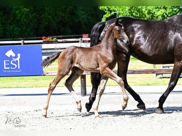 Oldenburg Mare  Black in Cloppenburg