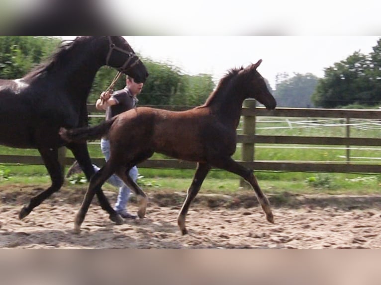 Oldenburg Mare Foal (03/2024) Black in Cloppenburg