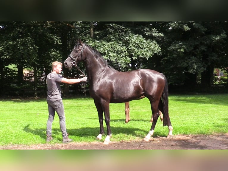 Oldenburg Mare Foal (04/2024) Black in Cloppenburg