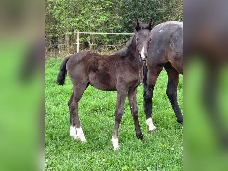 Oldenburg Mare Foal (02/2026) Black in Essen (Oldenburg)