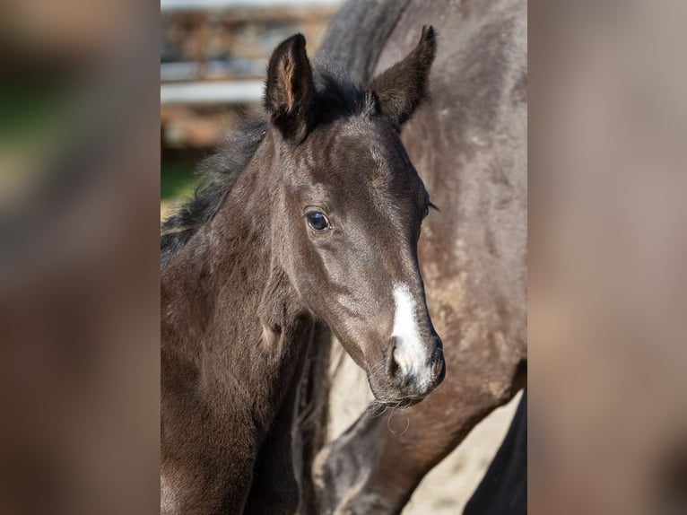 Oldenburg Mare Foal (02/2026) Black in Essen (Oldenburg)