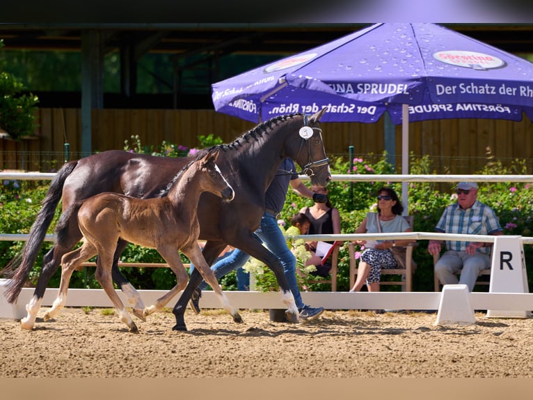 Oldenburg Mare  Black in Laubach