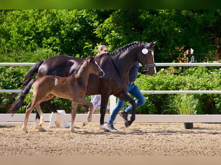 Oldenburg Mare  Black in Laubach