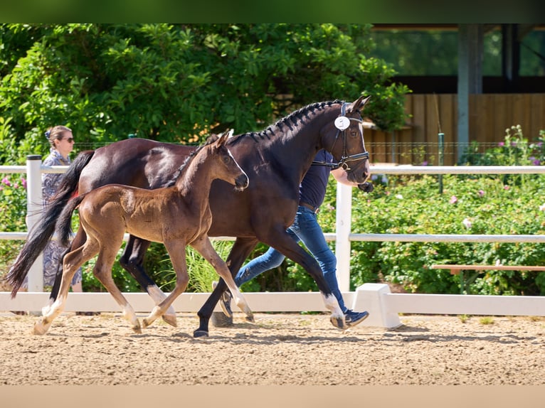 Oldenburg Mare  Black in Laubach