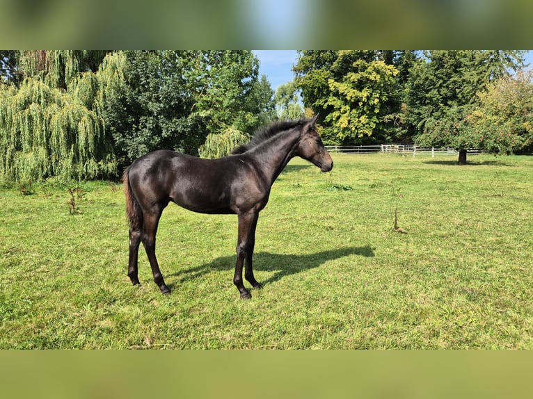 Oldenburg Mare Foal (04/2025) Black in Glasau