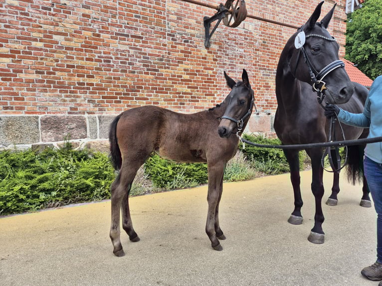 Oldenburg Mare Foal (04/2025) Black in Glasau