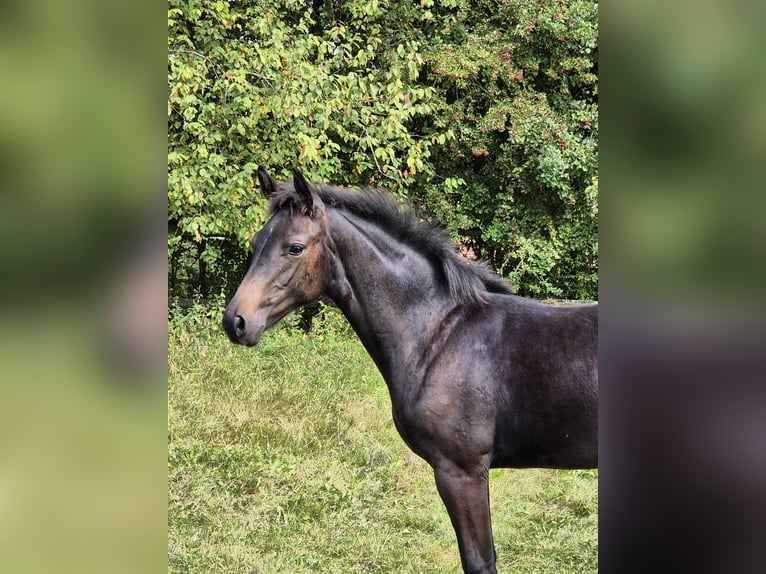 Oldenburg Mare Foal (04/2025) Black in Glasau