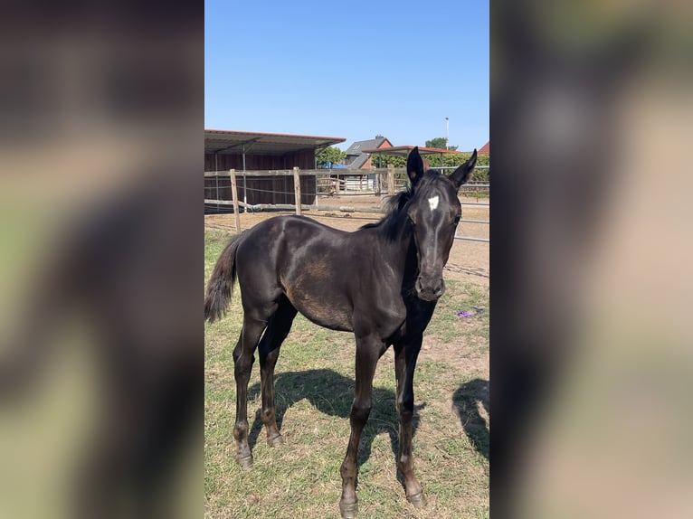 Oldenburg Mare Foal (03/2026) Black in Langwedel