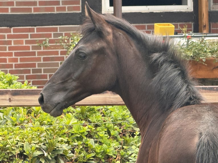Oldenburg Mare Foal (03/2026) Black in Löningen