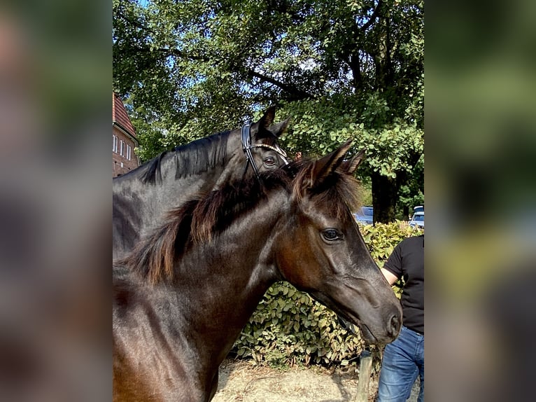 Oldenburg Mare  Black in Dötlingen