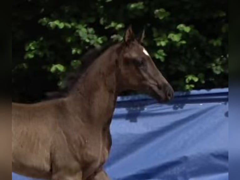 Oldenburg Mare Foal (05/2025) Black in Bersenbr&#xFC;ck