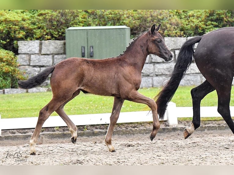 Oldenburg Mare Foal (04/2024) Black in Wittmund