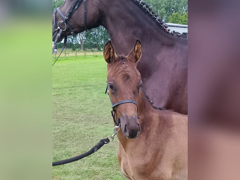 Oldenburg Mare Foal (06/2025) Black in Wittmund